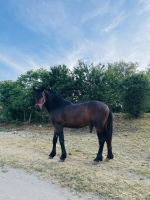 Cal de vânzare metis frizian 2 ani  - imagine 3