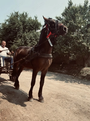 Cal de vânzare metis frizian 2 ani  - imagine 4