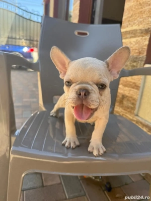 Buldog francez 2 Feti e - imagine 3 Buldog francez 2 Feti e - imagine 3