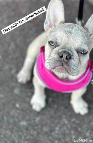 Buldog francez 2 Feti e - imagine 5 Buldog francez 2 Feti e - imagine 5