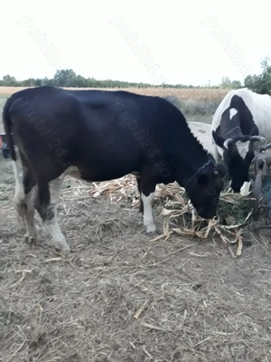 De vanzare vitea de 1 an - imagine 2 De vanzare vitea de 1 an - imagine 2