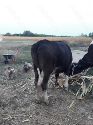 De vanzare vitea de 1 an