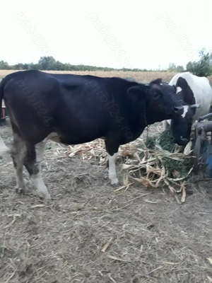 De vanzare vitea de 1 an - imagine 4 De vanzare vitea de 1 an - imagine 4