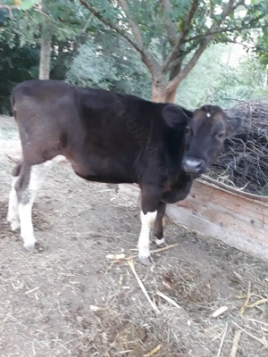 De vanzare vitea de 1 an - imagine 5 De vanzare vitea de 1 an - imagine 5