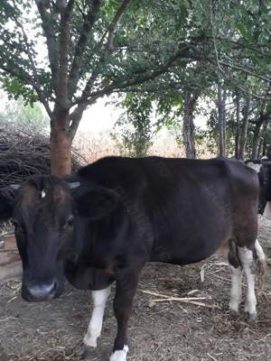 De vanzare vitea de 1 an - imagine 3 De vanzare vitea de 1 an - imagine 3