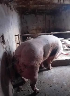 Scroafa de rasa Petreanu belgian. - imagine 2