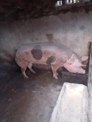 Scroafa de rasa Petreanu belgian. - imagine 3