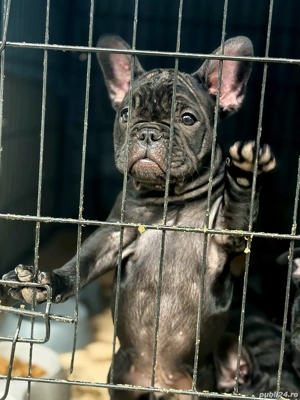 Bulldog Francez de vânzare. 3 luni - imagine 3 Bulldog Francez de vânzare. 3 luni - imagine 3