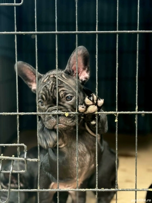 Bulldog Francez de vânzare. 3 luni - imagine 4 Bulldog Francez de vânzare. 3 luni - imagine 4