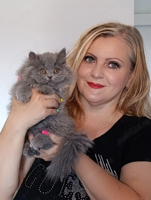 Pisici british longhair blue - imagine 5