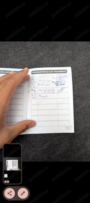 Pudel maro - cățel de vânzare, vaccinat și sănătos - imagine 2