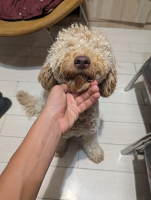 Pudel maro - cățel de vânzare, vaccinat și sănătos