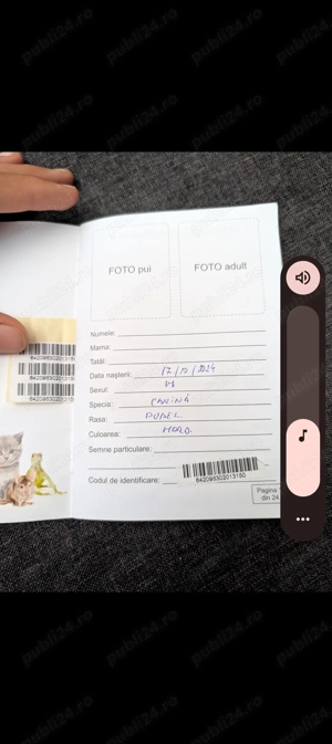 Pudel maro - cățel de vânzare, vaccinat și sănătos - imagine 3