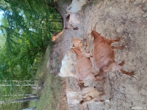 Vand urgent  capre - imagine 2