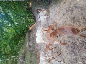 Vand urgent  capre - imagine 3