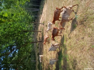 Vand urgent  capre - imagine 4