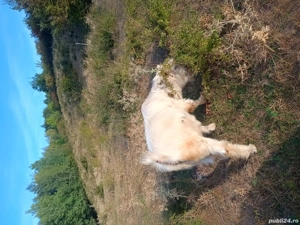 Vand urgent  capre - imagine 5