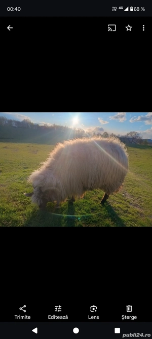 Urgent berbec - imagine 2 Urgent berbec - imagine 2