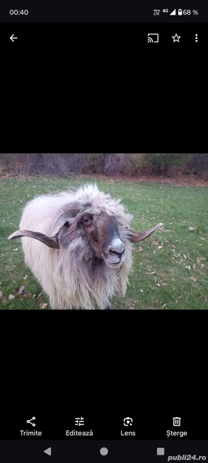 Urgent berbec - imagine 4 Urgent berbec - imagine 4