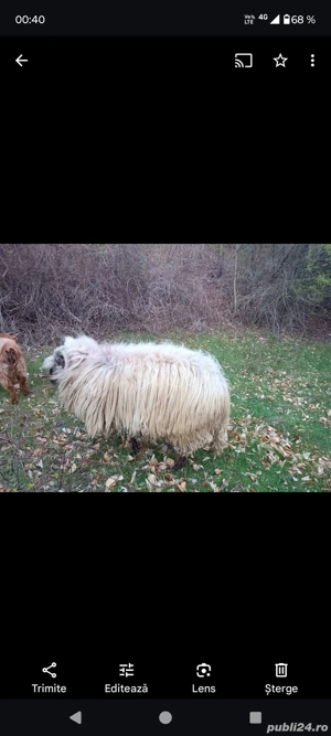 Urgent berbec - imagine 5 Urgent berbec - imagine 5