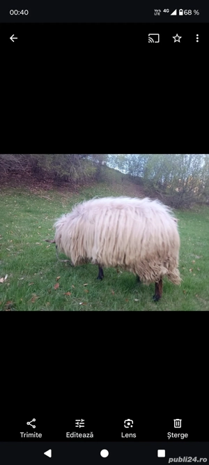 Urgent berbec - imagine 3 Urgent berbec - imagine 3