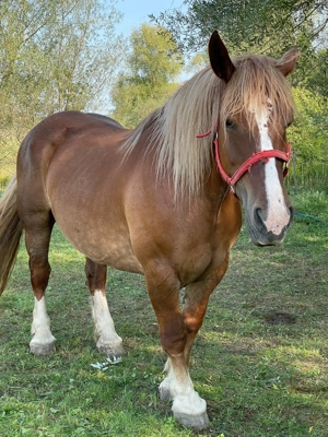 Vând iapa frumoasă  - imagine 3 Vând iapa frumoasă  - imagine 3