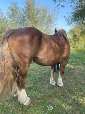 Vând iapa frumoasă  - imagine 2 Vând iapa frumoasă  - imagine 2