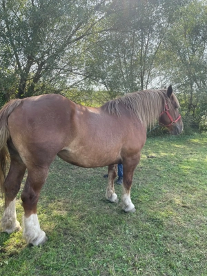 Vând iapa frumoasă  - imagine 4 Vând iapa frumoasă  - imagine 4