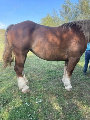 Vând iapa frumoasă  - imagine 5 Vând iapa frumoasă  - imagine 5