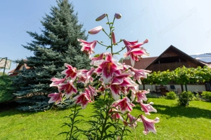 Casă spațioasă cu garaj dublu, foișor și curte amenajată - imagine 14