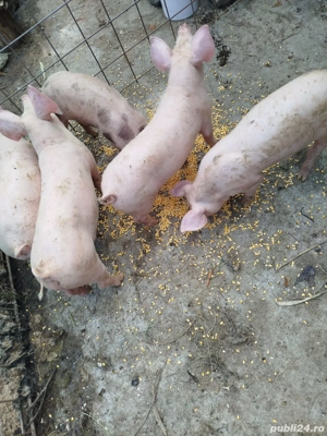 Purcei de vânzare.  - imagine 2