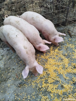 Purcei de vânzare.  - imagine 3