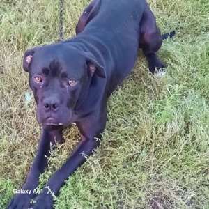 Vînd femelă cane corso