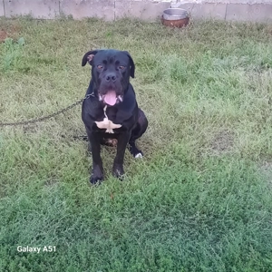 Vînd sau schimb cu oi  femelă cane corso - imagine 2