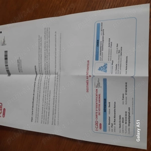 Vînd sau schimb cu oi  femelă cane corso - imagine 4