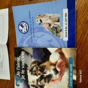 Vînd sau schimb cu oi  femelă cane corso - imagine 5