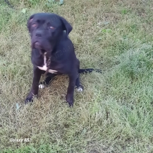 Vînd sau schimb cu oi  femelă cane corso - imagine 3