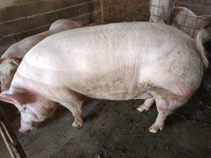 Pentru doritori   - imagine 2