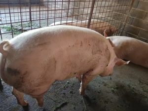 Pentru doritori   - imagine 4