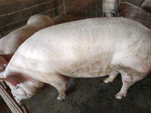 Pentru doritori   - imagine 5