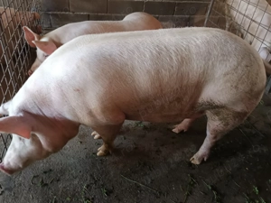 Pentru doritori   - imagine 3