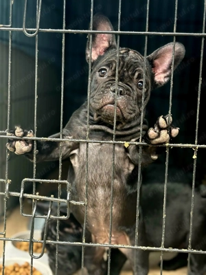 Bulldog Francez de vânzare. 3 luni - imagine 5 Bulldog Francez de vânzare. 3 luni - imagine 5