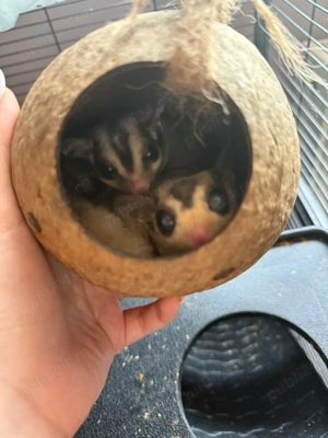 Vand 2 veverite zburatoare (sugar glider)