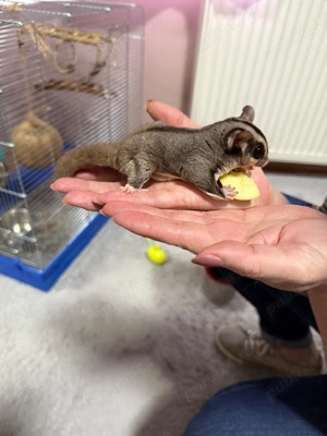 Vand 2 veverite zburatoare (sugar glider) - imagine 3