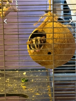 Vand 2 veverite zburatoare (sugar glider) - imagine 4