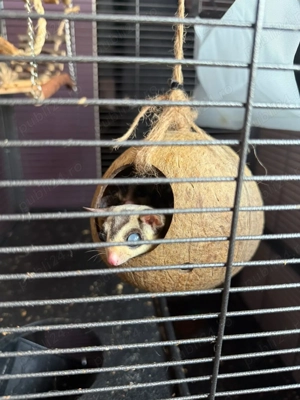 Vand 2 veverite zburatoare (sugar glider) - imagine 2