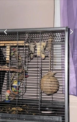 Vand 2 veverite zburatoare (sugar glider) - imagine 5