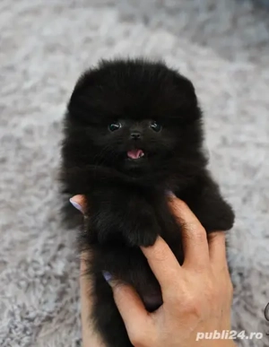 Asigur transport !!! Pui Pomeranian negru masculi si femele !!!