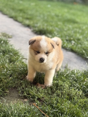 Pui Akita inu japonez  - imagine 2