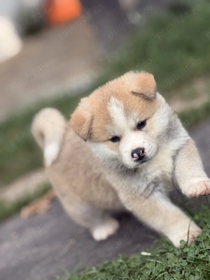 Pui Akita inu japonez 